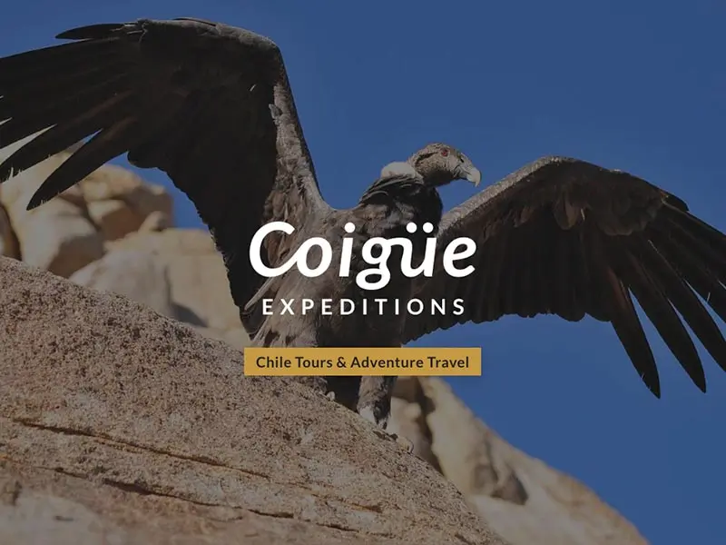 coigue-logo-condor