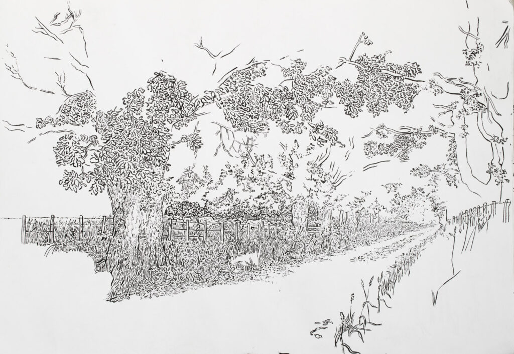 dibujo, pucón en trazos, tinta china