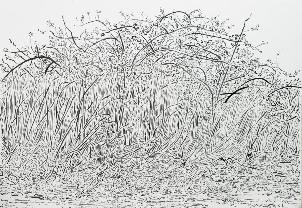 dibujo, pucón en trazos, tinta china