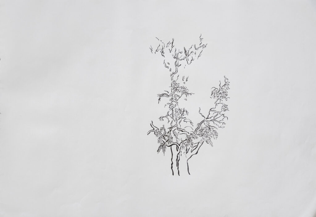 dibujo, pucón en trazos, tinta china