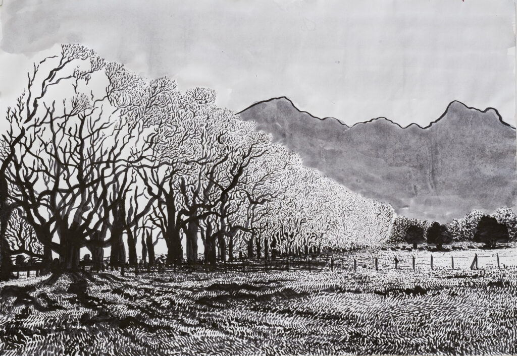 dibujo, pucón en trazos, tinta china