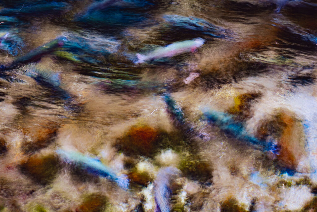 Río Carhuello agua, araucania, espejo de agua, liquid, liquido, water