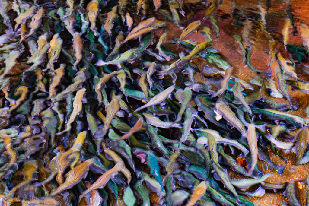 Río Carhuello agua, araucania, espejo de agua, liquid, liquido, water